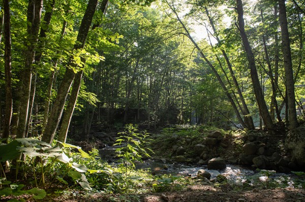 naturetrail