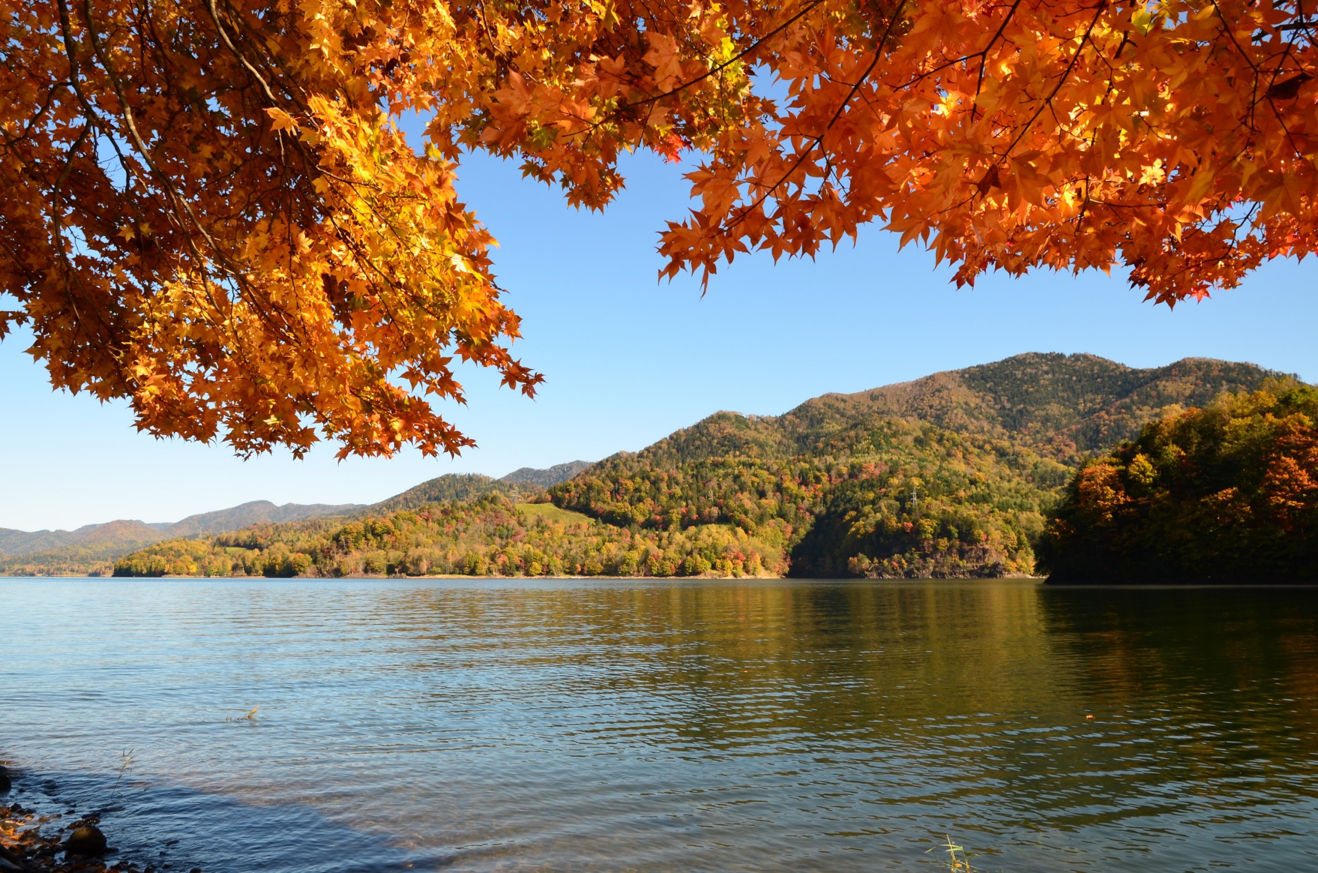 糠平湖紅葉